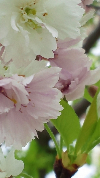 桜2 (360x640).jpg
